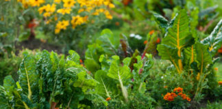 I fiori amici degli ortaggi 767 0 017 I fiori amici degli ortaggi_ok